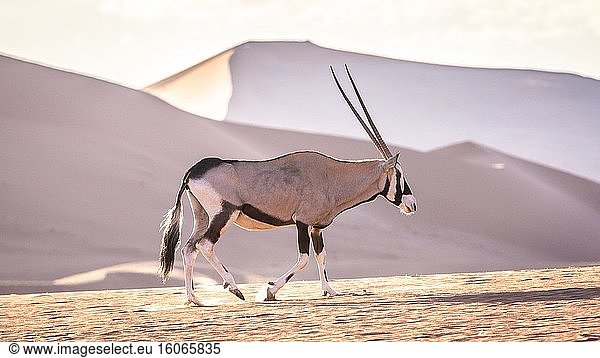 Beisa-Oryx in Sossusvlei   Namib-Naukluft-Nationalpark   Namibia.