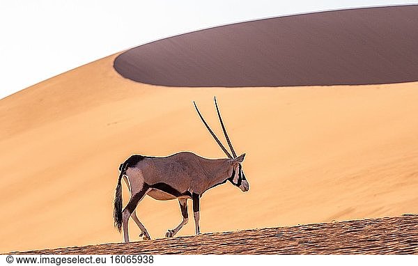 Beisa-Oryx in Sossusvlei  Namib-Naukluft-Nationalpark   Namibia.