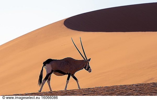 Beisa-Oryx in Sossusvlei   Namib-Naukluft-Nationalpark   Namibia.