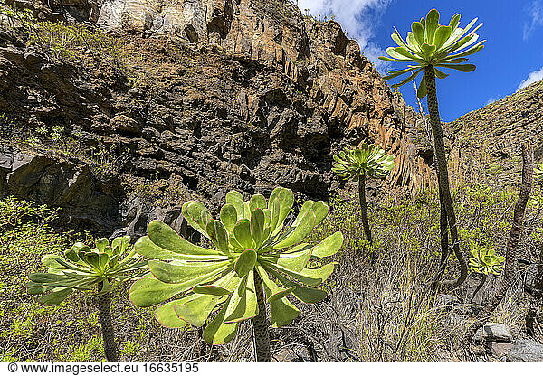 Bejeque or Aeonium (Aeonium ciliatum) on the island of Tenerife. Barranco de Herques - Tenerife - Canary Islands
