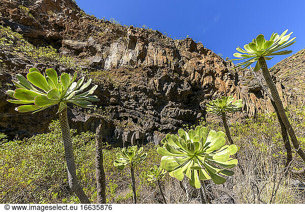 Bejeque or Aeonium (Aeonium ciliatum) on the island of Tenerife. Barranco de Icor - Tenerife - Canary Islands