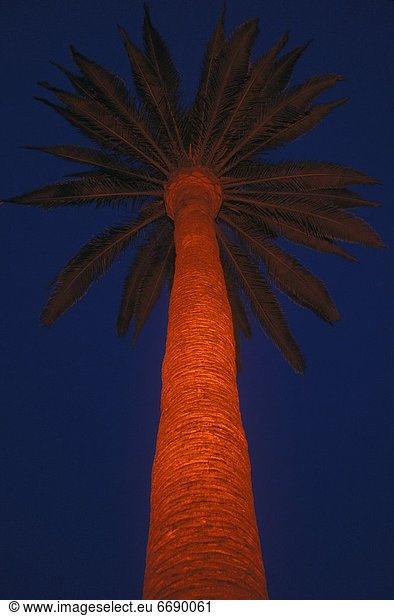 beleuchtet Baum Hügel Palme