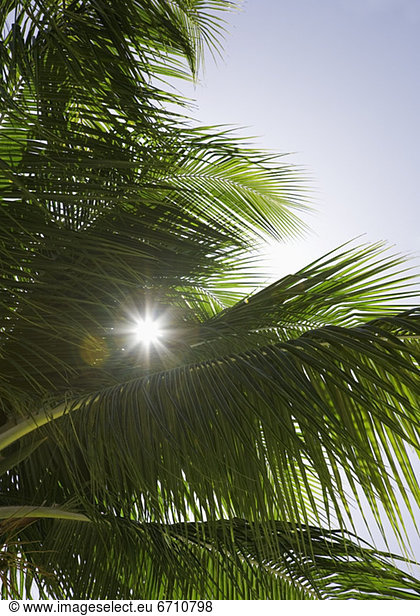 beleuchtet Baum Palme Sonne