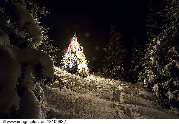 Beleuchteter Weihnachtsbaum auf nächtlicher Schneelandschaft