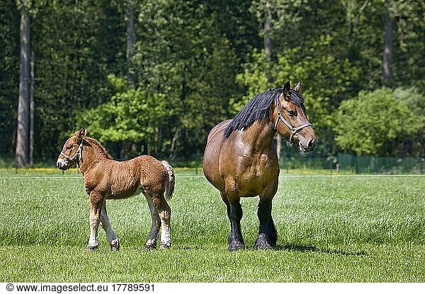 Belgian cold-blood  mare with foal  cold-blooded horse  Brabanter  Brabancon