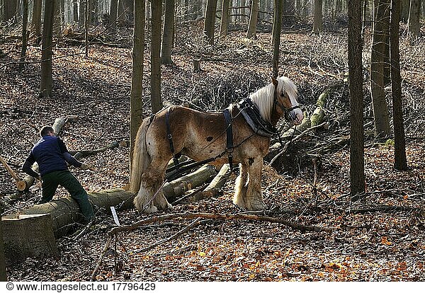 Belgian cold-blood  wooden back  wooden back horse  harness  halter  nature reserve Hülser Berg  Krefeld  North Rhine-Westphalia  Germany  Europe