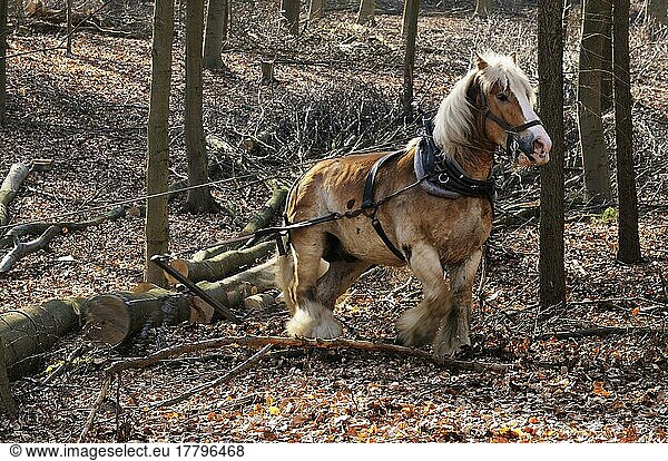 Belgian cold-blood  wooden back  wooden back horse  harness  halter  nature reserve Hülser Berg  Krefeld  North Rhine-Westphalia  Germany  Europe