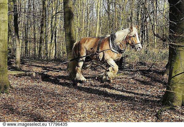 Belgian cold-blood  wooden back  wooden back horse  harness  nature reserve Hülser Berg  Krefeld  North Rhine-Westphalia  Germany  Europe