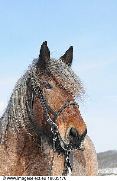 Belgian Coldblood  Gelding  Coldblood Horse  Brabanter  Stitch Hair