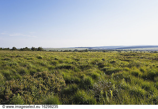 Belgien  Wallonien  Hohes Venn - Naturpark Eifel  Hochmoor