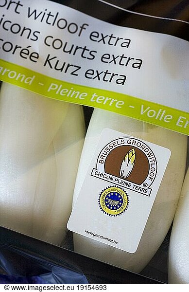 Belgische Endivie  französische Endivie  Chicorée (Cichorium intybus var. foliosum) in einer Gärtnerei in Belgien