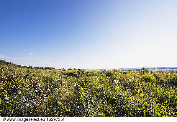 Belgium, Wallonia, High Fens - Eifel Nature Park, hill moor