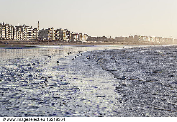 Belgium  Flanders  View of birds on coast