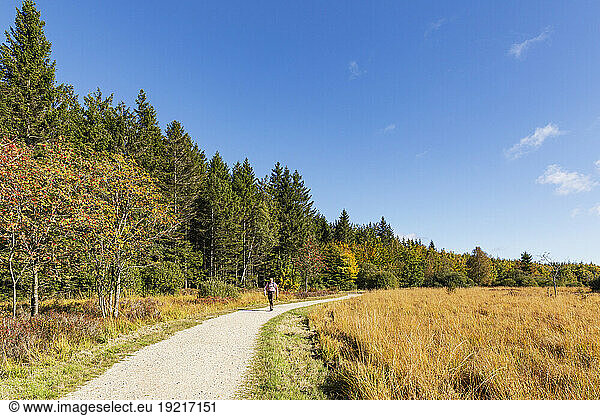 Belgium  Liege Province  Senior hiker following trail in High Fens - Eifel Nature Park