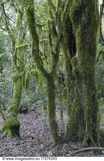 Bemooste Bäume im Lorbeerwald  Nationalpark Garajonay  La Gomera  Kanarische Inseln  Spanien  Europa