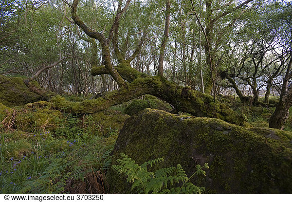 Bemooster Baum und Felsen  Carsaig Bay  Isle of Mull  Schottland  Großbritannien  Europa