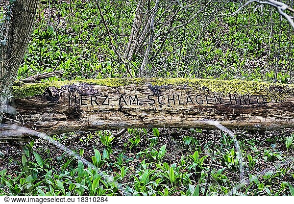 Bemooster Baumstamm am Waldboden  in Baumrinde geritzte Aufschrift  Symbolbild Vergänglichkeit  Schlosspark Rheder  Brakel  Naturpark Teutoburger Wald Eggegebirge  Deutschland  Europa