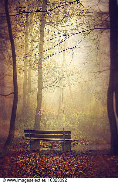 Bench in the autumn morning