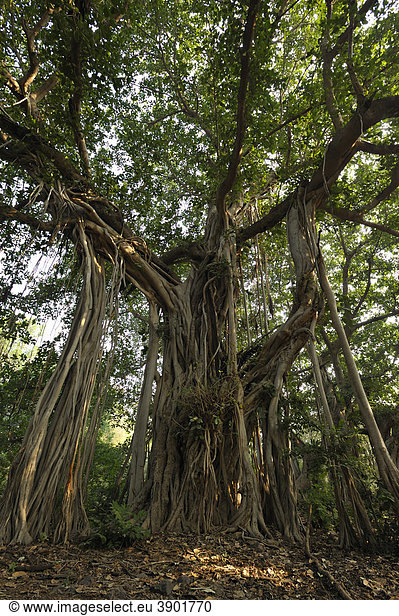 Bengalische Feige  Banyan-Feige oder Banyanbaum (Ficus benghalensis)  Ranthambore Nationalpark  Rajasthan  Indien  Asien