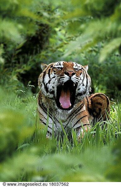Bengalischer Tiger  gähnend  Indischer Tiger (Panthera tigris tigris)  Königstiger (Asien) (asia) (animals) (außen) (outdoor) (frontal) (head-on) (von vorne) (liegen) (lying) (adult) (Kommunikation) (communication) (Säugetiere) (mamals) (Raubtiere) (beasts of prey) (Katzenartige)