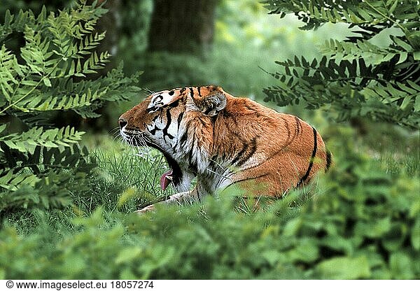 Bengalischer Tiger  gähnend  Indischer Tiger (Panthera tigris tigris)  Königstiger (Asien) (asia) (animals) (außen) (outdoor) (Porträt) (portrait) (seitlich) (side) (gähnen) (yawning) (adult) (Querformat) (horizontal) (Kommunikation) (communication) (Säugetiere) (mammal) (Raubtiere) (beasts of prey) (Katzenartige)