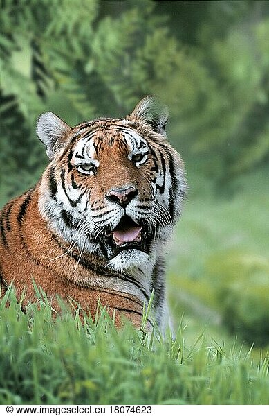 Bengalischer Tiger  Indischer Tiger (Panthera tigris tigris)  Königstiger (Asien) (asia) (Tiere) (außen) (outdoor) (Porträt) (portrait) (Kopf) (head) (hecheln) (panting) (adult) (Säugetiere) (mammal) (Raubtiere) (beasts of prey) (Katzenartige)
