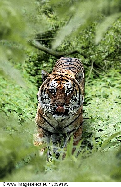 Bengalischer Tiger  Indischer Tiger (Panthera tigris tigris)  Königstiger (Asien) (asia) (Tiere) (außen) (outdoor) (von oben) (from above) (stehen) (standing) (lecken) (licking) (adult) (gefährlich) (dangerous) (Gefahr) (danger) (aufmerksam) (alert) (Säugetiere) (mammals) (Raubtiere) (beasts of prey) (Katzenartige)