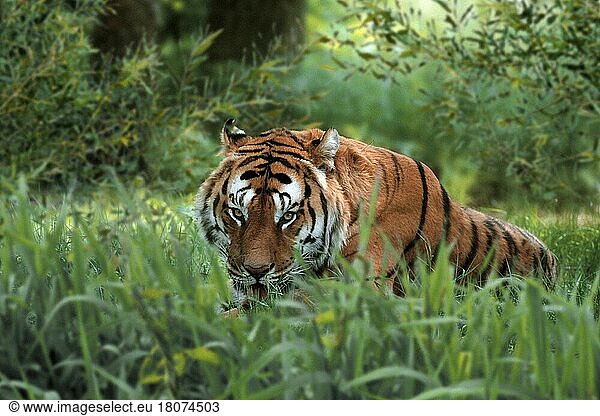 Bengalischer Tiger  Indischer Tiger (Panthera tigris tigris)  Königstiger (Asien) (asia) (Tiere) (außen) (outdoor) (Wiese) (aufmerksam) (alert) (erwachsen) (Gefahr) (danger) (gefährlich) (dangerous) (Querformat) (horizontal) (Säugetiere) (mammals) (Raubtiere) (beasts of prey) (Katzenartige) (liegen) (lying)