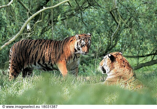 Bengalischer Tiger  Paar  Indischer Tiger (Panthera tigris tigris)  Königstiger (Asien) (asia) (Tiere) (außen) (outdoor) (seitlich) (side) (Wiese) (meadow) (stehen) (standing) (liegen) (lying) (adult) (couple) (zwei) (two) (Säugetiere) (mammals) (Raubtiere) (beasts of prey) (Katzenartige)