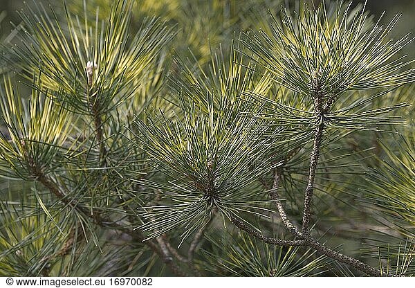 Beni Kujaku Japanische Kiefer (Pinus x densi-thunbergii 'Beni Kujaku'). Hybride zwischen Pinus densiflora und Pinus thunbergii.