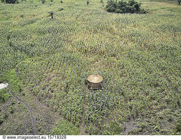 Benin  Aerial view of simple silo of Holi tribe standing in green field