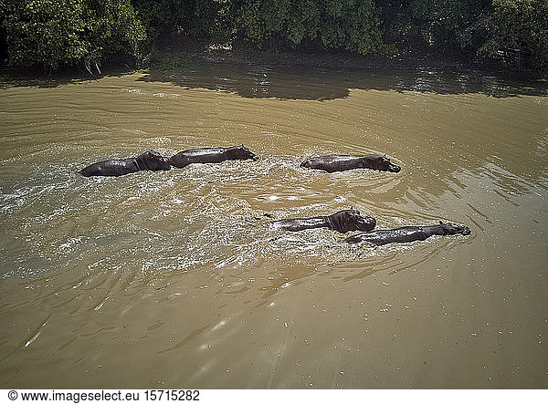 Benin  Group of hippos crossing brown Pendjari River