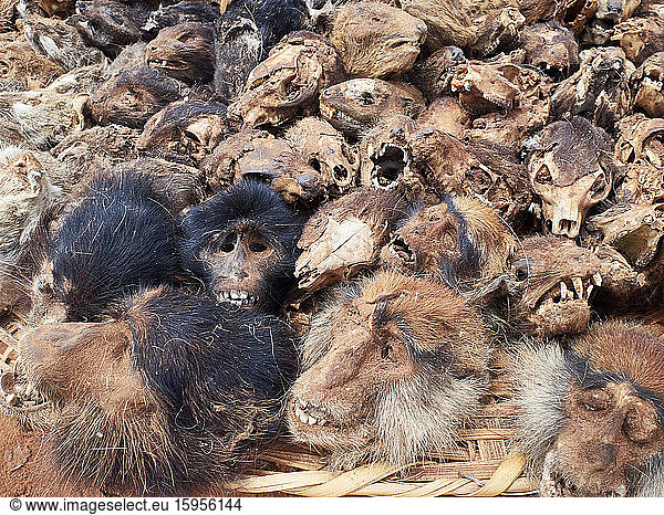 Benin  Zou Department  Bohicon  Heap of monkey heads and skulls at voodoo fetish market