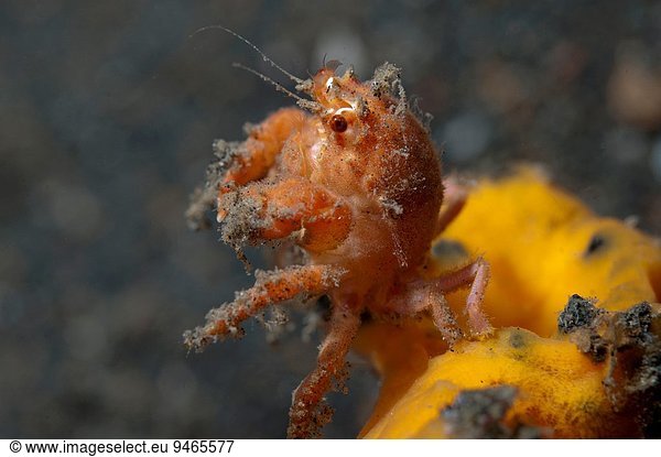 benutzen Tarnung gelb Krabbe Krebs Krebse Indonesien Topfschwamm Schwamm Sulawesi
