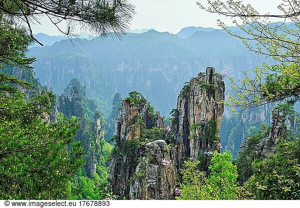 Berühmte Touristenattraktion Chinas  Zhangjiajie Steinsäulen-Felsenberge in Wulingyuan  Hunan  China  Asien