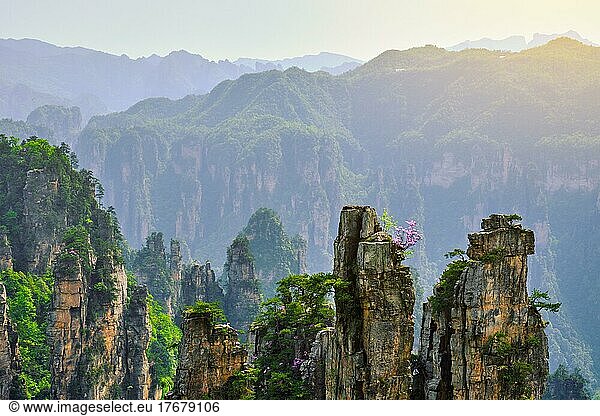 Berühmte Touristenattraktion Chinas  Zhangjiajie Steinsäulen Klippenberge bei Sonnenuntergang in Wulingyuan  Hunan  China  Asien