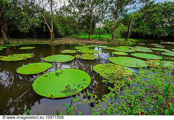 Berühmte Unterlagen der Riesenlilie  Amazonas  Peru  Südamerika
