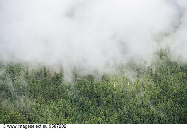 Berg über Wald Nebel immergrünes Gehölz Baumkrone