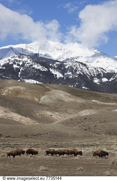 Berg  Hintergrund  Wiese  Büffel  Yellowstone Nationalpark  grasen