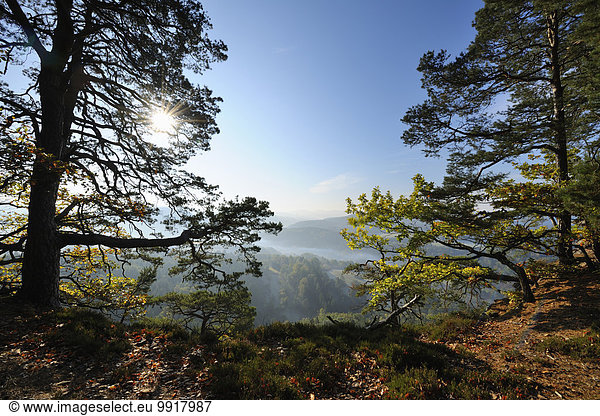 Berg Wald Kiefer Pinus sylvestris Kiefern Föhren Pinie Deutschland Sonne Rheinland-Pfalz