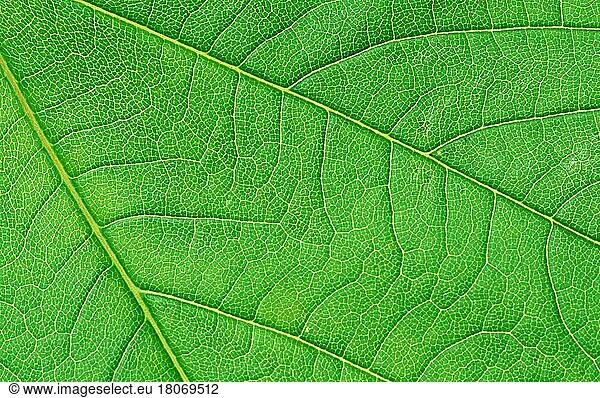 Bergahorn (Acer pseudoplatanus)  Blatt  Detail  Blattdetail (Pflanzen) (Ahorngewaechse) (Aceraceae) (Blätter) (leaves) (Nahaufnahme) (close-up) (grün) (green) (Querformat) (horizontal) (Strukturen) (structures) (Background)