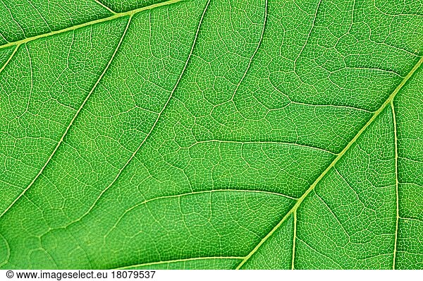 Bergahorn (Acer pseudoplatanus)  Blatt  Detail  Blattdetail (Pflanzen) (Ahorngewaechse) (Aceraceae) (Blätter) (leaves) (Nahaufnahme) (close-up) (grün) (green) (Strukturen) (structures) (Background)