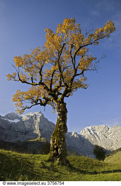 Bergahorn (Acer pseudoplatanus)  Großer Ahornboden  Karwendelgebirge  Tirol  Österreich  Europa