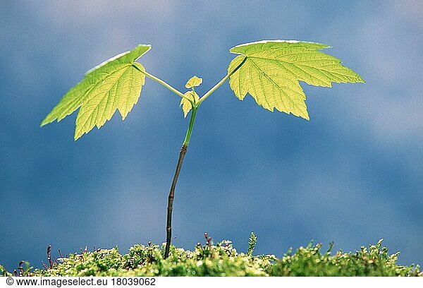 Bergahorn (Acer pseudoplatanus)  Sämling  Pflanzen  Laubbaum  Laubbäume  Ahorngewächse  Aceraceae  Europa  Blatt  Blätter  Frühling  Querformat  horizontal