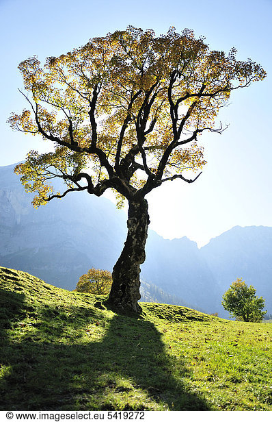 Bergahorn-Baum (Acer pseudoplatanus) auf dem Großen Ahornboden bei der Ortschaft Hinterriß im Karwendel-Gebirge  bei Vomp  Tirol  Österreich  Europa