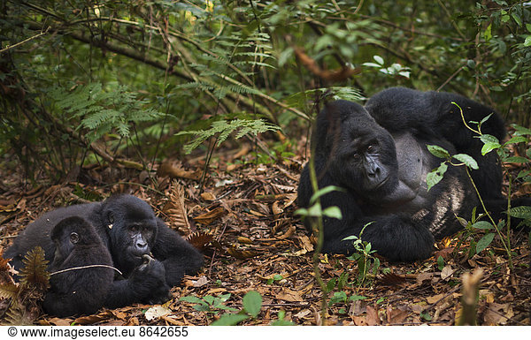 Berggorillas und Jungtiere  Nationalpark Vulkane  Ruanda