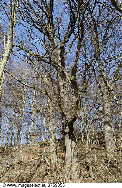 Berghang mit Stieleichen (Quercus robur) und Rotbuchen  (Fagus sylvatica)