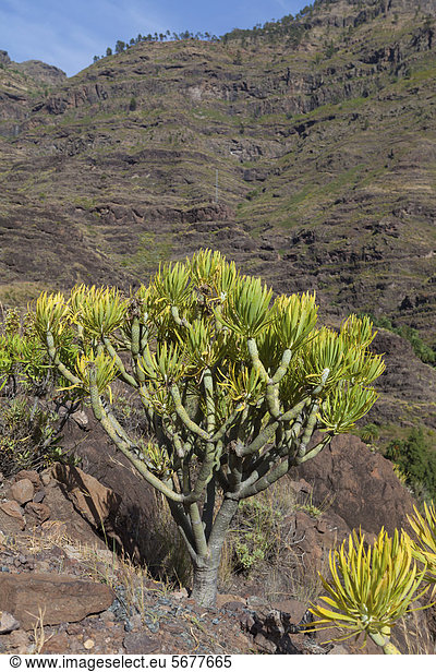 Bergkette mit Wolfsmilch-Strauch (Euphorbia sp.)  El Pie de la Cuesta  Roque Bentaiga  Gran Canaria  Kanarische Inseln  Spanien  Europa  ÖffentlicherGrund