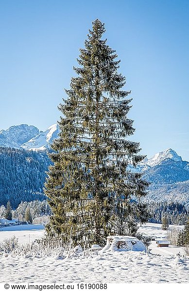 Berglandschaft im Winter  vorne Nadelbaum  hinten Wettersteingebirge  Bayerisches Oberland  Krün  Bayern  Deutschland  Europa