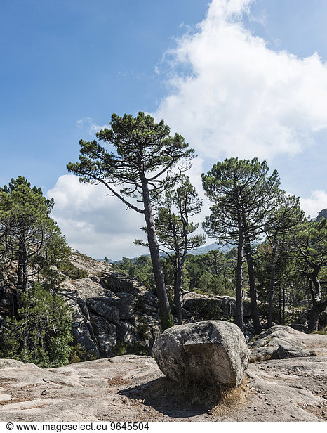 Berglandschaft mit Kiefern und Fels  L?Ospédale  Alta Rocca  Korsika  Frankreich  Europa